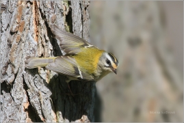 <p>KRÁLÍČEK OHNIVÝ (Regulus ignicapillus) /Firecrest - Sommergoldhähnchen/</p>